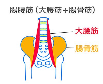 筋肉量の低下に黄色信号 あなたの体幹年齢をチェックして