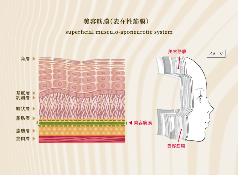 美容筋膜（表在性筋膜）superficial musculo-aponeurotic system